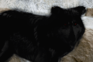 Black fur colorization