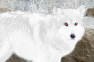 White fur colorization