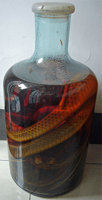 Characters or whole cultures that drink snake wine? Just one of the inspirations you can find on Wikipedia.